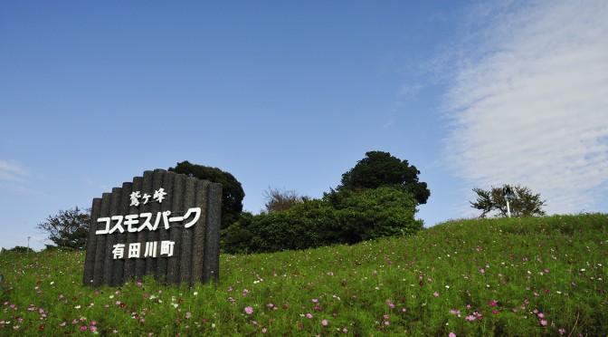 和歌山県　有田川町　鷲ヶ峰コスモスパーク